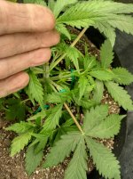 LST[1].jpg