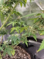 IMG_20240212_182451_HDR[1].jpg