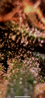 photo169577.png