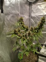 IMG_20240216_181950_HDR[1].jpg