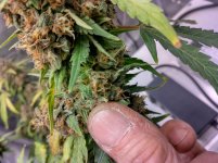 IMG_20240216_181841_HDR[1].jpg