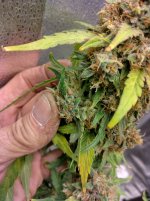 IMG_20240216_181818_HDR[1].jpg