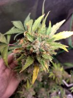 IMG_20240220_164823_HDR[1].jpg