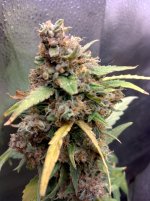 IMG_20240220_164829_HDR[1].jpg