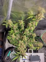 IMG_20240220_164836_HDR[1].jpg