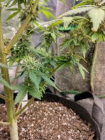 IMG_20240220_164845_HDR[1].jpg