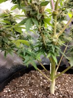 IMG_20240220_164848_HDR[1].jpg