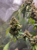 IMG_20240220_164858_HDR[1].jpg