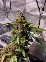 IMG_20240220_164911_HDR[1].jpg