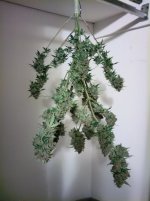 RVC1[1].jpg