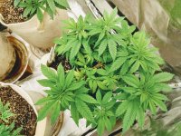 photo169925.jpg