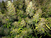harvest-marijuana-early-if-buds-are-getting-damaged.jpg