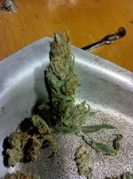 purps[1].jpg