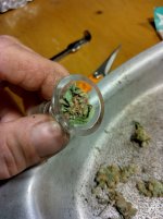purps1[1].jpg