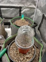 dome[1].jpg