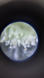 IMG_20240312_183235178.jpg