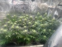 Pineapple Expess and 1 Crosses 4-7-2024.jpg