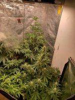 IMG_20240411_200856_HDR[1].jpg