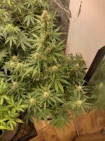 IMG_20240411_200837_HDR[1].jpg