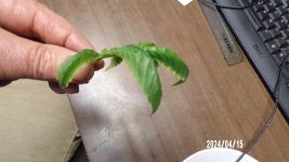100_0321.jpg