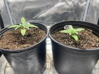 photo171582.jpg