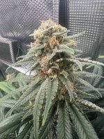 Carm Haze Cross 4-26-24.jpg