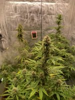 IMG_20240502_181807_HDR[1].jpg