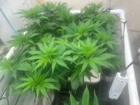 GodFather OG 5-5-24.jpg