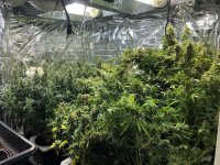 Grow Room Autos 2-24-20.jpg