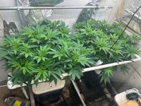 Garlic Storm With GodFather OG 5-10-24.jpg