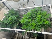 Garlic Storm & Pineapp;le Chunk 5-10-24.jpg