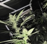 photo172417.jpg
