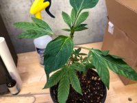 Reveg Papaya Clone.jpg