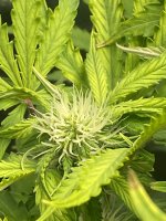photo172559.jpg