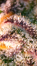 2024_05_18_04_37_23_631.png