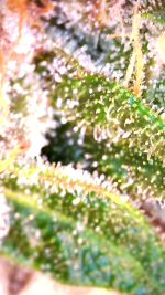 2024_05_18_04_37_11_250.png