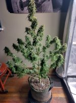 scarlet_Grape[1].jpg