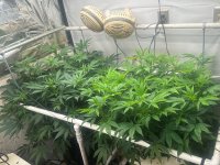 Garlic Storm & Pineapp;le Chunk 5-19-24.jpg