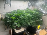 Garlic Storm With GodFather OG 5-19-24.jpg