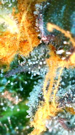 2024_05_22_04_31_23_024.png