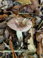 IMG_20240526_095302_HDR[1].jpg