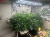 Garlic Storm With GodFather OG 5-26-24.jpg