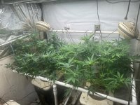 Garlic Storm & Pineapp;le Chunk 5-27-24.jpg