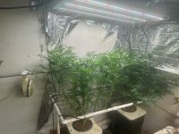 Garlic Storm With GodFather OG 5-27-24.jpg