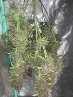 IMG_0694.jpg