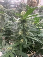 Pineapple Chunk 6-3-24.jpg