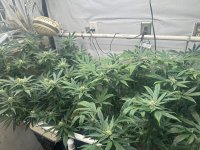 Garlic Storm & Pineapp;le Chunk 6-2-24.jpg
