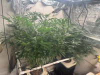 Garlic Storm With GodFather OG 6-3-24.jpg