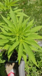 photo173379.jpg