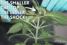 Topping_cannabis_plant_with_scissors_-_after_cutting.jpg